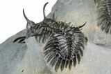 Triple Spiny Walliserops Trilobite Specimen - Timrzit, Morocco #354605-11